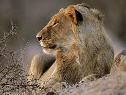 9 day Kruger park