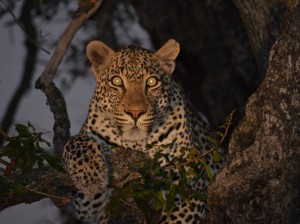 night drive safari