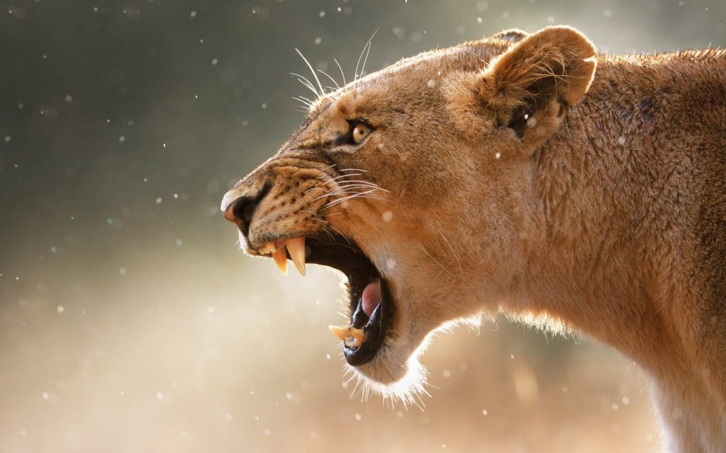 lion imfolozi