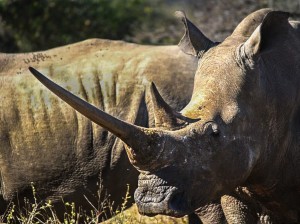 south african rhinos