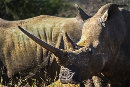 south african rhinos