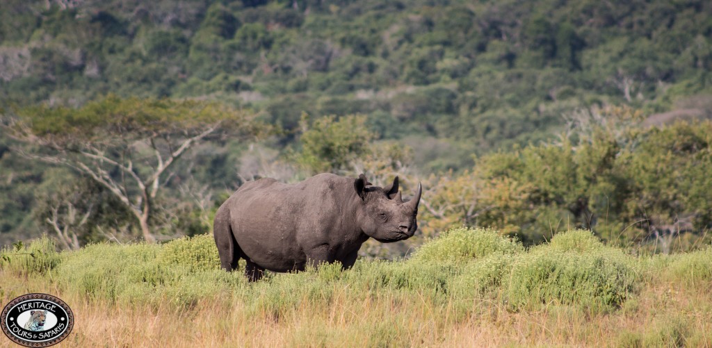 Rhino hluhluwe game park