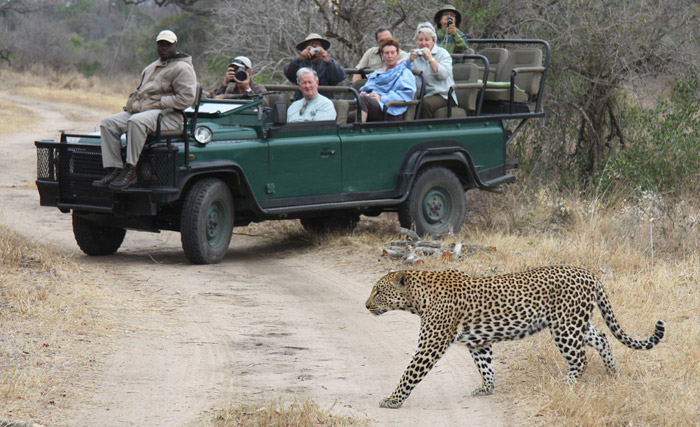 Leopard on safari