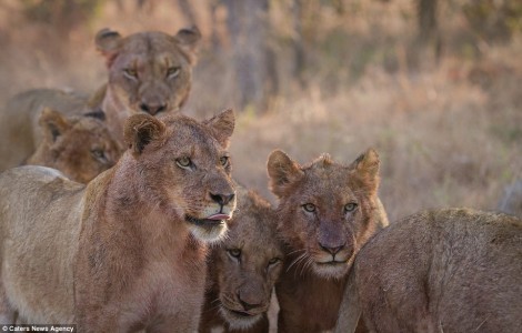 hluhluwe game reserve accommodation