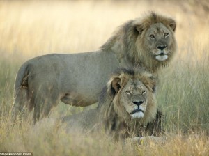 hluhluwe safaris