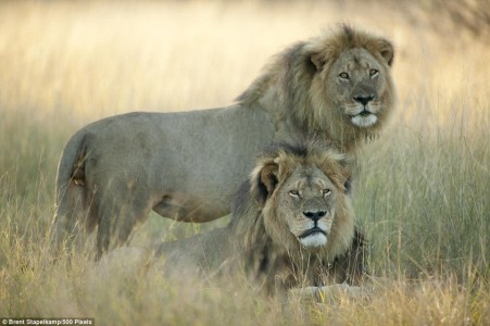 hluhluwe safaris