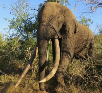 Last Of The Big Tuskers