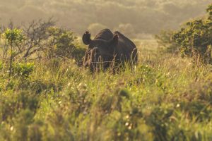 SOUTH AFRICAN AFRICAN BIG 5