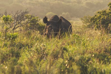 SOUTH AFRICAN AFRICAN BIG 5