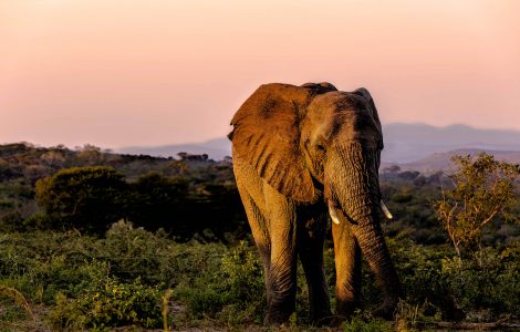 safari packages hluhluwe-imfolozi park