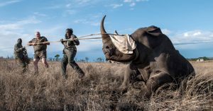 imfolozi oparation Rhino