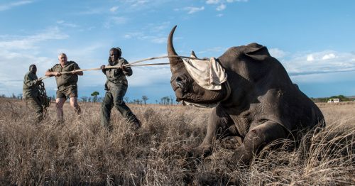 imfolozi oparation Rhino