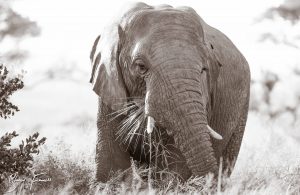 1 Night Bush River Safari Package