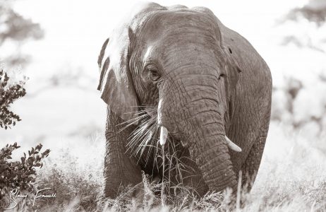 1 Night Bush River Safari Package