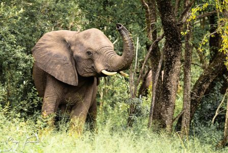 african elephants