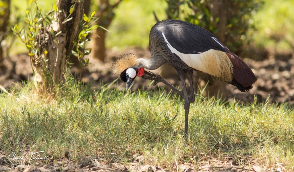 Imfolozi The Short Wilderness Trails 2 Nights 3 Days
