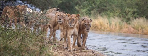 3 night safari package