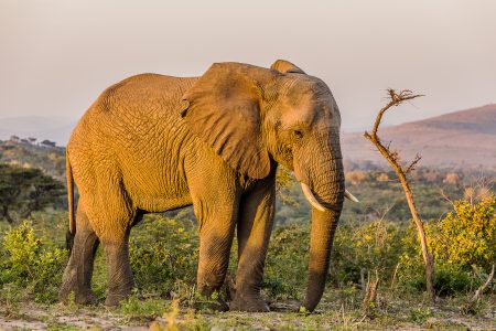 4 Night Zululand Safari
