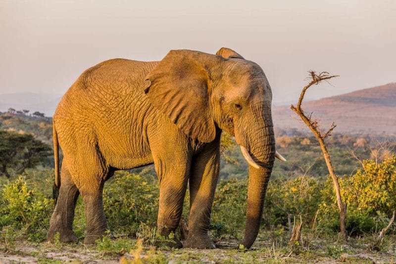 4 Night Zululand Safari