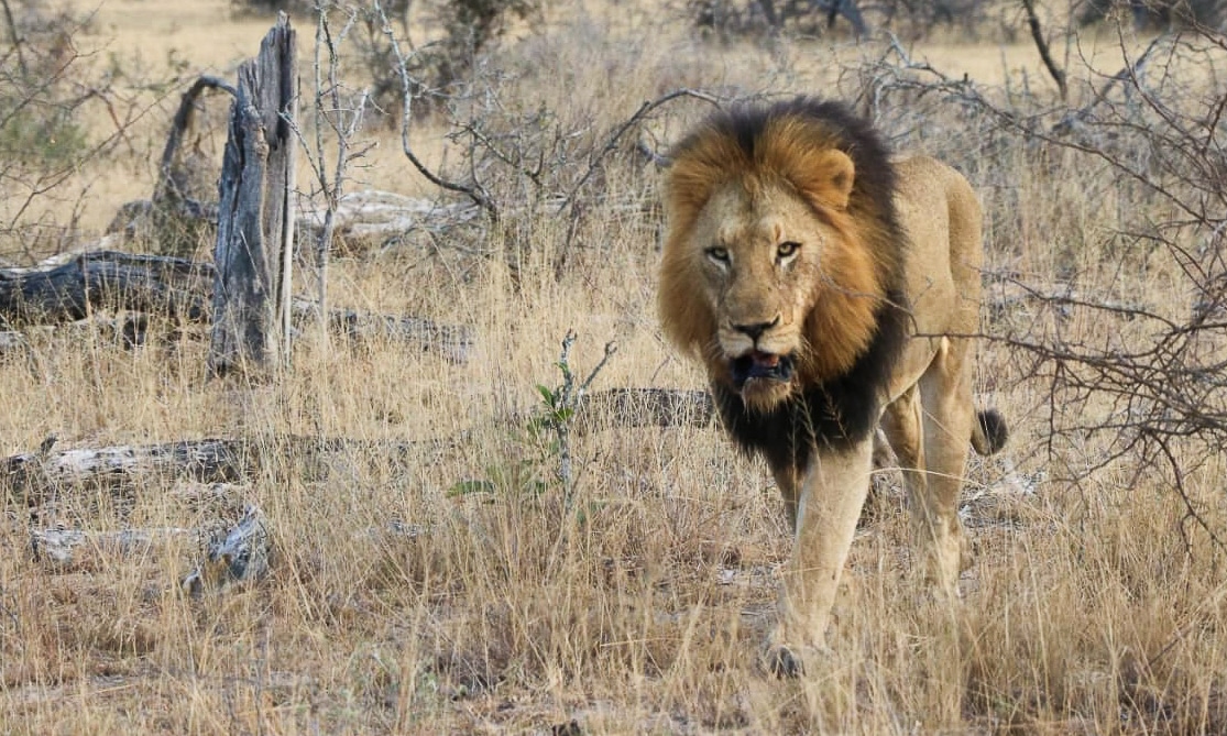 African Lion