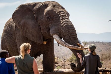 hluhluwe elephant interaction