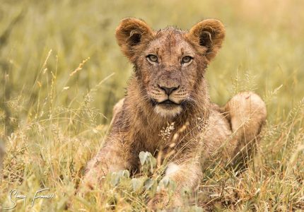 hluhluwe safaris