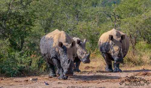 south african big5 rhino
