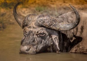 big 5 buffalo