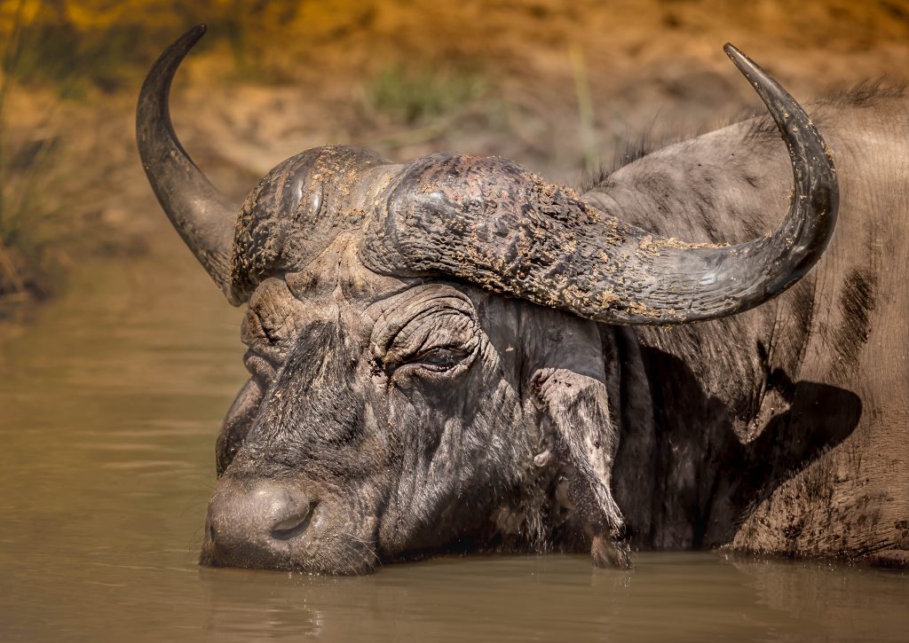 big 5 buffalo