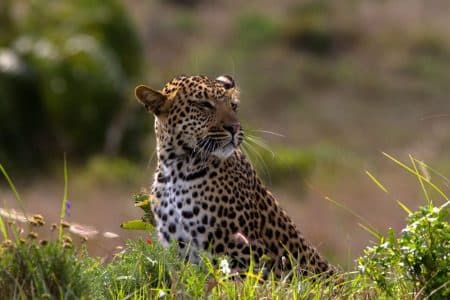 big 5 animals south africa