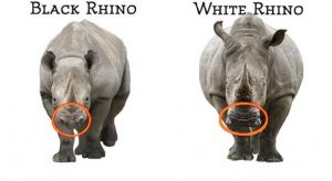 big 5 white rhino