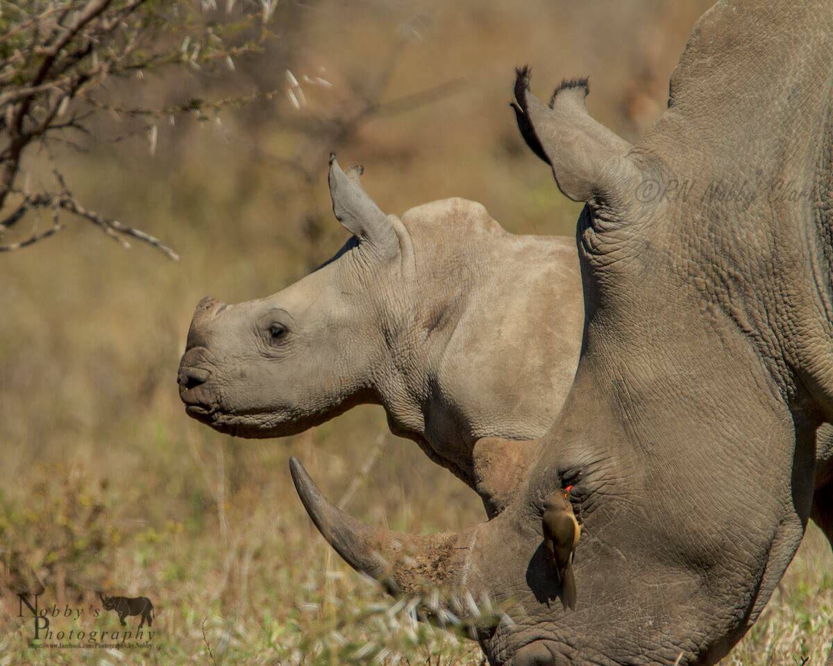 south africa black baby rhino