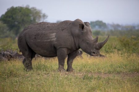 south africa rhino poachers