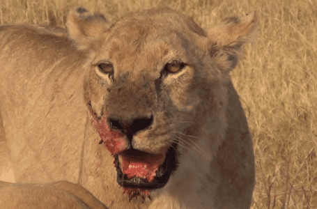 south african game parks