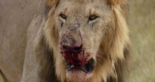 Lion eat poachers south africa