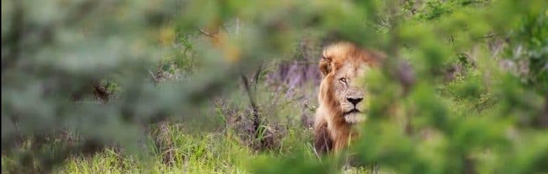 African Lion Hluhluwe Game Reserve