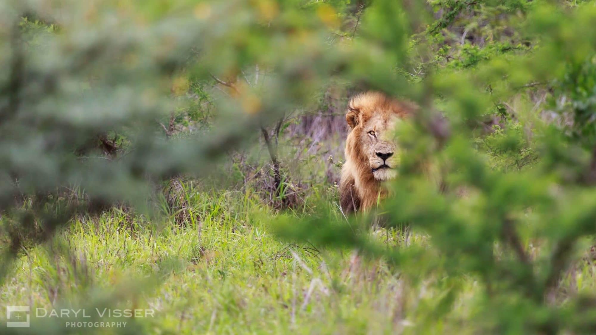 African Lion Hluhluwe Game Reserve