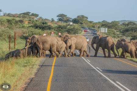 safari packages south africa