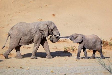 The Great Elephant Debate To allow hunting or not?