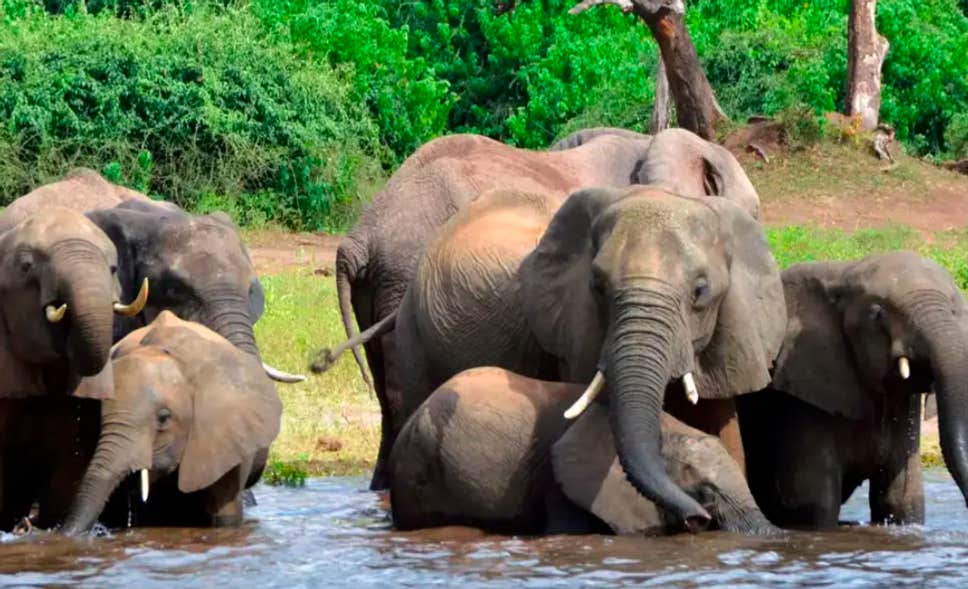 The Great Elephant Debate To allow hunting or not?