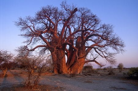baobab limpopo