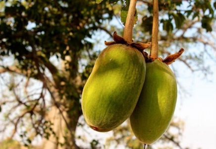 baobab fruit drink