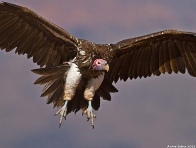 african vultures eating