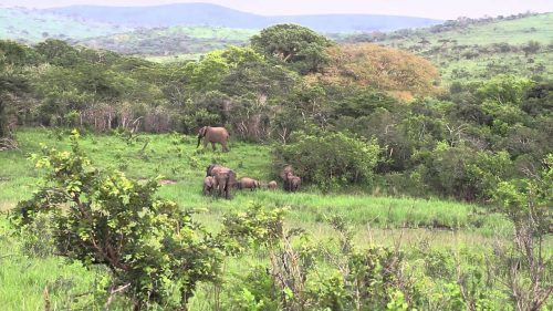 Nyalazi Campsite wildlife
