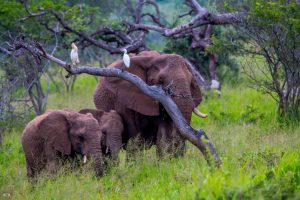 Africa's Big 5 Game Animals