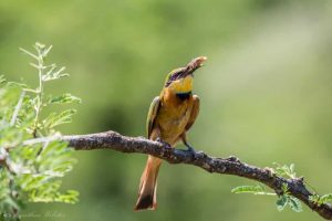 imfolozi birding