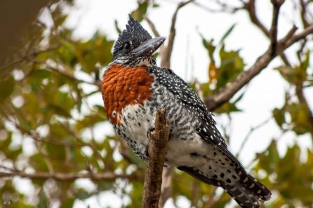 birding safaris kzn