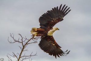 hluhluwe game reserve birding safaris