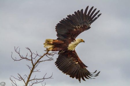 hluhluwe game reserve birding safaris