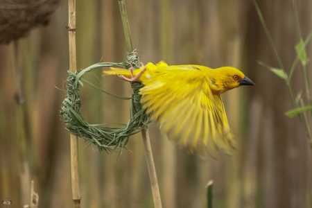 ​Birding In Hluhluwe iMfolozi Game Reserve